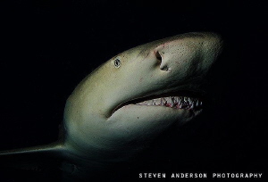 Sneaky but but very active are the Lemon Sharks at night ... by Steven Anderson 